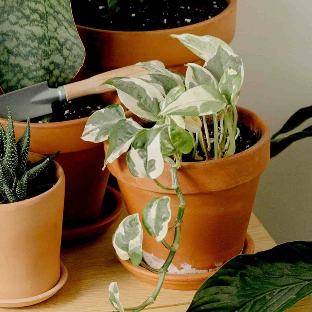 Live Pothos Plants 4PK Indoor Houseplants